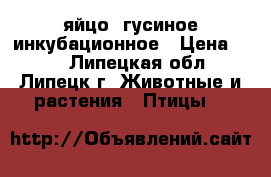 яйцо  гусиное инкубационное › Цена ­ 80 - Липецкая обл., Липецк г. Животные и растения » Птицы   